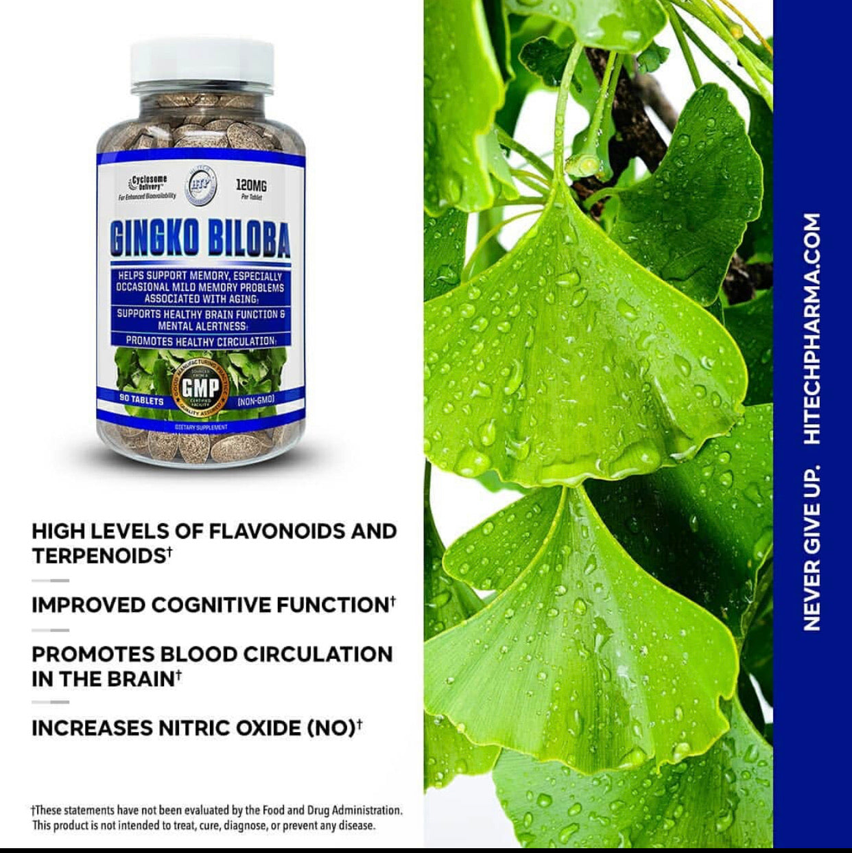 Ginkgo Biloba